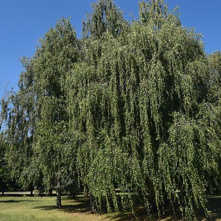 Al Salice tranquillità nel verde Via Amendola 24 Busto Arsizio Exterior foto